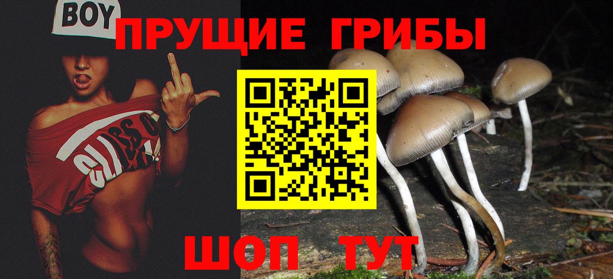 Галлюциногенные грибы Psilocybe Полысаево